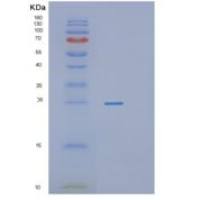 人PROCR重组蛋白