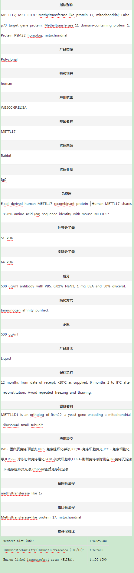 Anti-METTL17 Antibody
