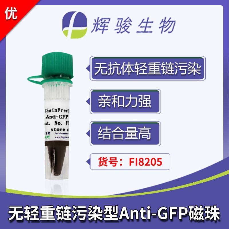 GFP标签抗体磁珠-亲和力&特异性强 无抗体轻重链污染-辉骏生物GFP抗体磁珠价格低