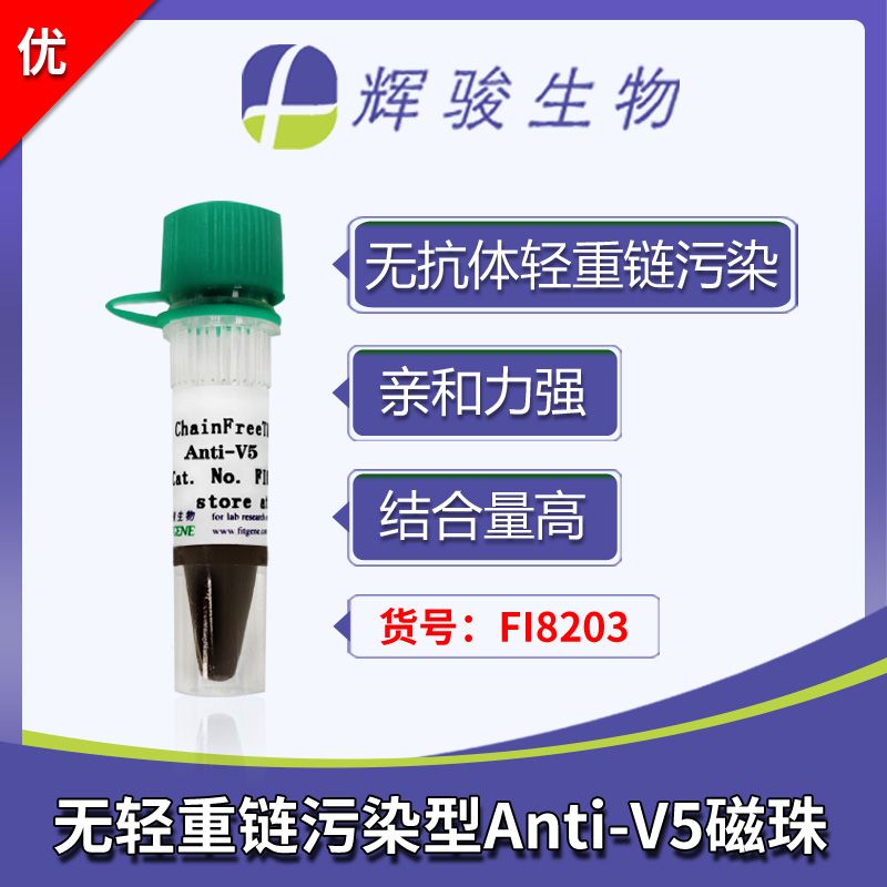 Anti-V5标签抗体磁珠-结合量高/无抗体轻重链污染/强亲和力-辉骏生物v5抗体磁珠厂家