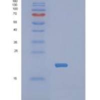 人PPP1R14A重组蛋白