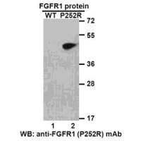 FGFR1(P252R)