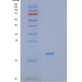 人前列腺素E合酶3(PTGES3)重组蛋白