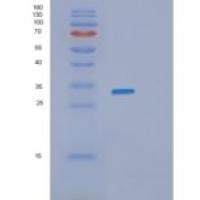 人PYCRL重组蛋白