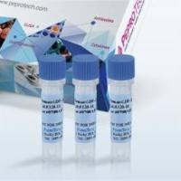 Murine Persephin (250ug)