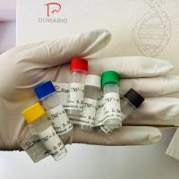 兔基质金属蛋白酶-13(MMP-13)ELISA试剂盒