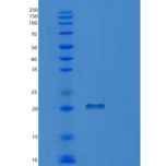 人PPIL3重组蛋白