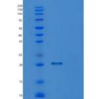 人PPIL3重组蛋白