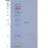 人PSEM3重组蛋白