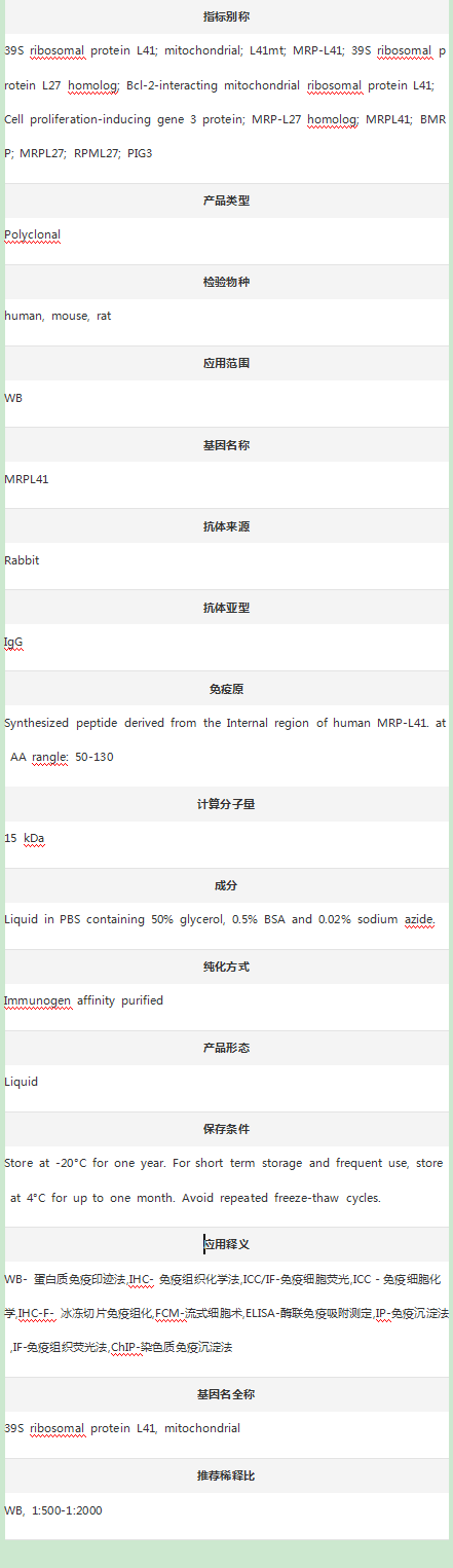 Anti-MRPL41 Antibody