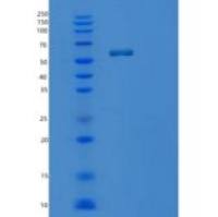 人PPIL4重组蛋白