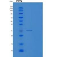 人PRSS7重组蛋白