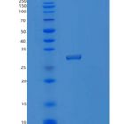 人蛋白酶体亚基α3(PSMa3)重组蛋白