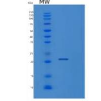 大鼠肽基脯氨酰异构酶F(PPIF)重组蛋白
