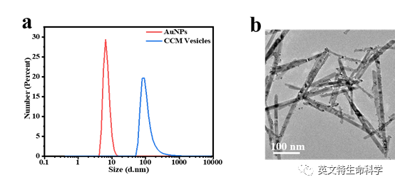 膜蛋白研究“宝藏级”分离工具应用全方案