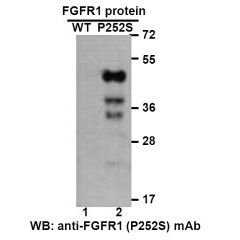 FGFR1(P252S)