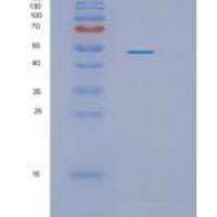 大肠杆菌pykF重组蛋白