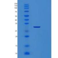 人蛋白质δ同源物1(Protein delta homolog 1)重组蛋白