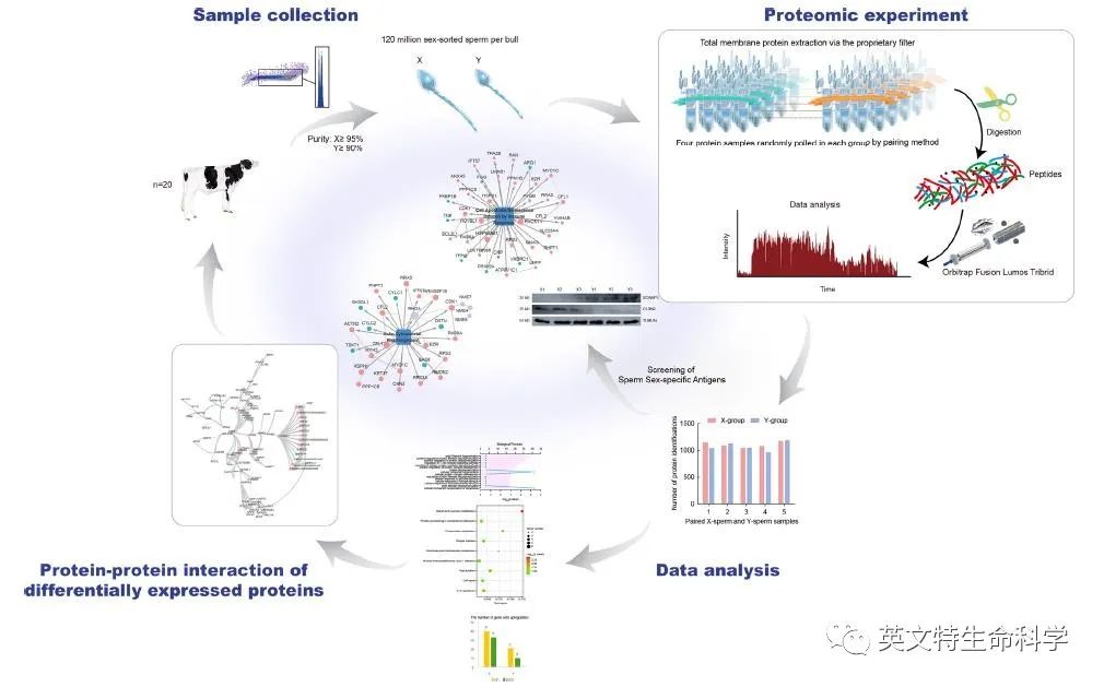 膜蛋白研究“宝藏级”分离工具应用全方案