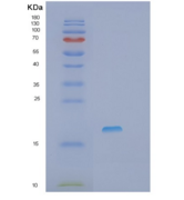 人前列腺素E合酶3(PTGES3)重组蛋白