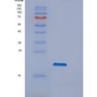 小鼠ppiA重组蛋白