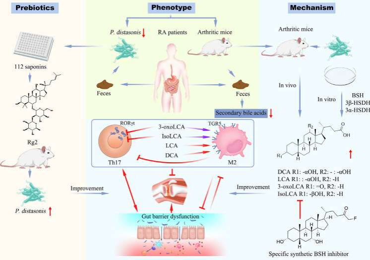 高分文献 | 肠道共生狄氏副拟杆菌或可减轻炎症性关节炎？