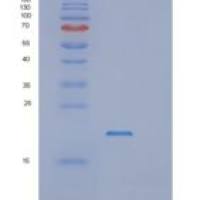 大肠杆菌rnhA重组蛋白