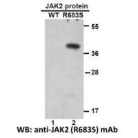 JAK2(R683S)