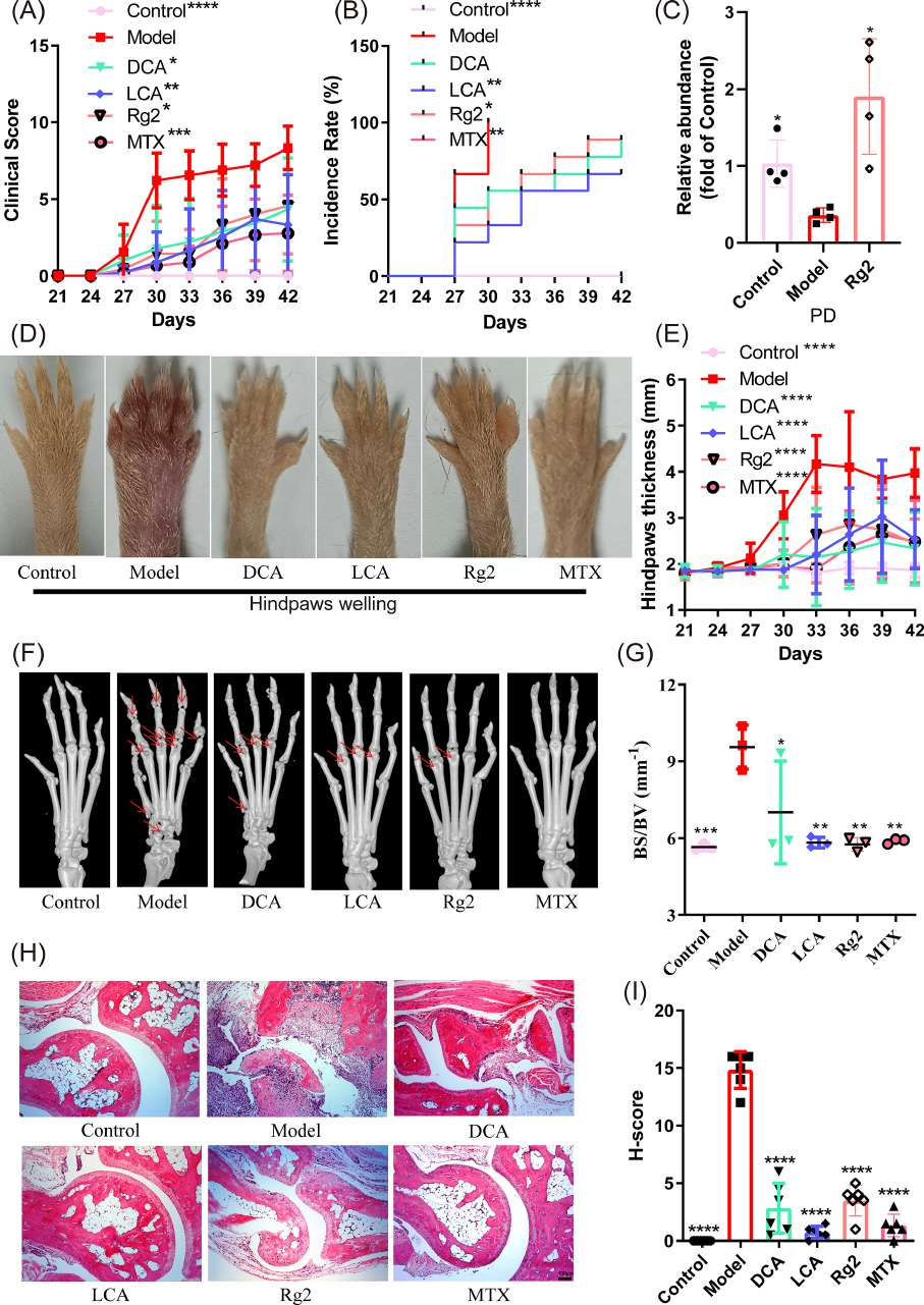 高分文献 | 肠道共生狄氏副拟杆菌或可减轻炎症性关节炎？