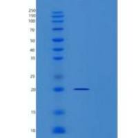 人RBM8A重组蛋白