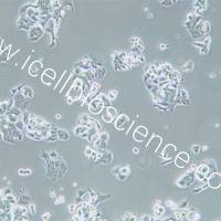 OE19细胞、OE-19细胞、OE-19、OE19、人食管癌细胞/STR鉴定/镜像绮点