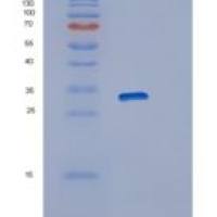 人RAB23重组蛋白