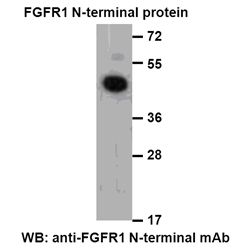 FGFR1 Nterminal