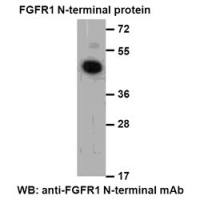 FGFR1 Nterminal