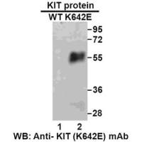 KIT(K642E) 