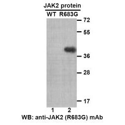 JAK2(R683G)