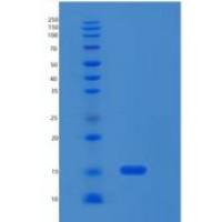人RPL35重组蛋白