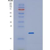 人RPL26L1重组蛋白