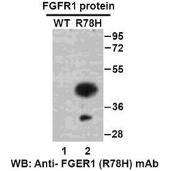 FGFR1(R78H)