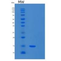 人RPL30重组蛋白