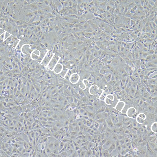 ST 猪睾丸细胞系/种属鉴定/镜像绮点（Cellverse）