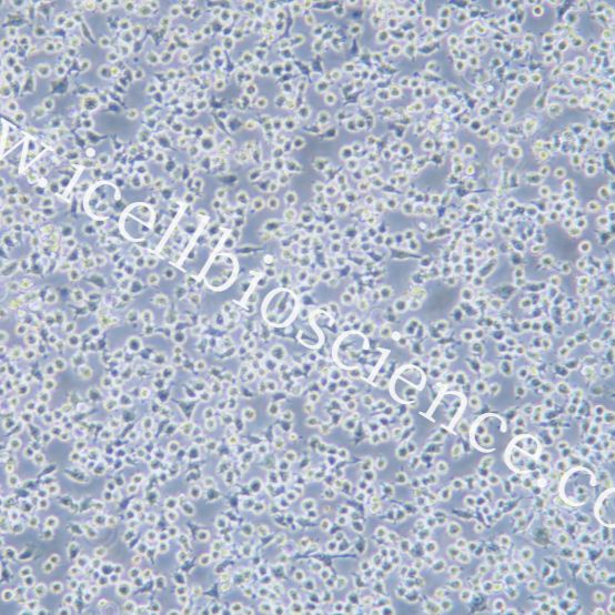 DC2.4 小鼠树突状细胞/STR鉴定/镜像绮点（Cellverse）