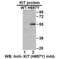 KIT (H697Y)