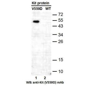 KIT(V559D)