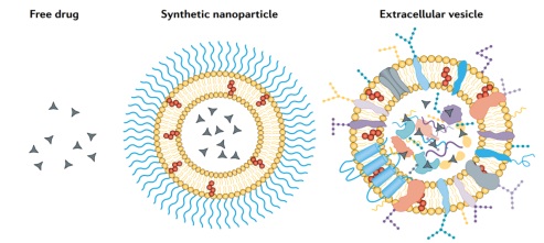 深入外泌体工程化：小小囊泡，巨大可能