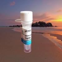 pLV3-CMV-FKBP9(human)-3×FLAG-Puro质粒载体