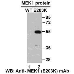 MEK1 (E203K)