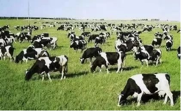 胆汁酸的分类及作用