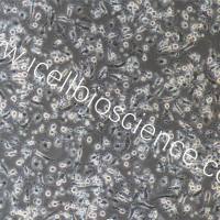 人破骨细胞/免疫荧光鉴定/镜像绮点（Cellverse）