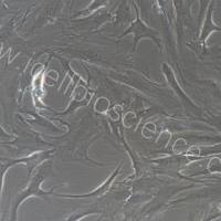 人成骨细胞/免疫荧光鉴定/镜像绮点（Cellverse）